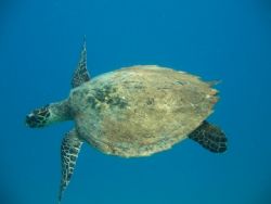 photo taken at tioman by Bok Leng Tan 